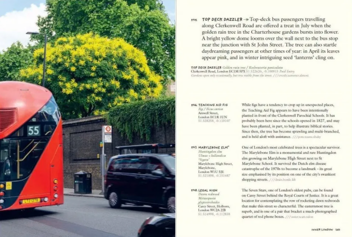 Tree Hunting: 1,000 Trees to Find in Britain and Ireland’s Towns and Cities (signed)