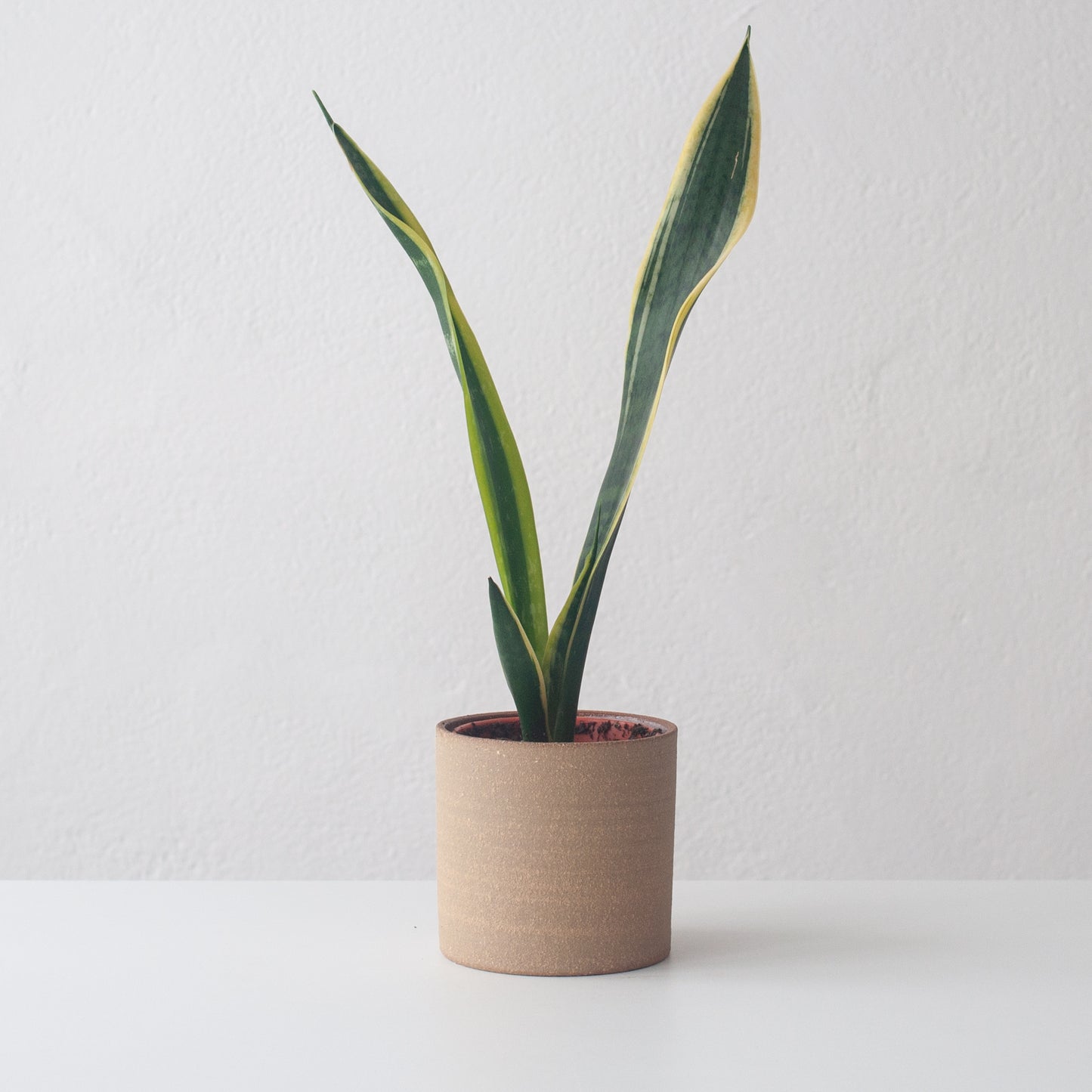 Small Planter - Oat